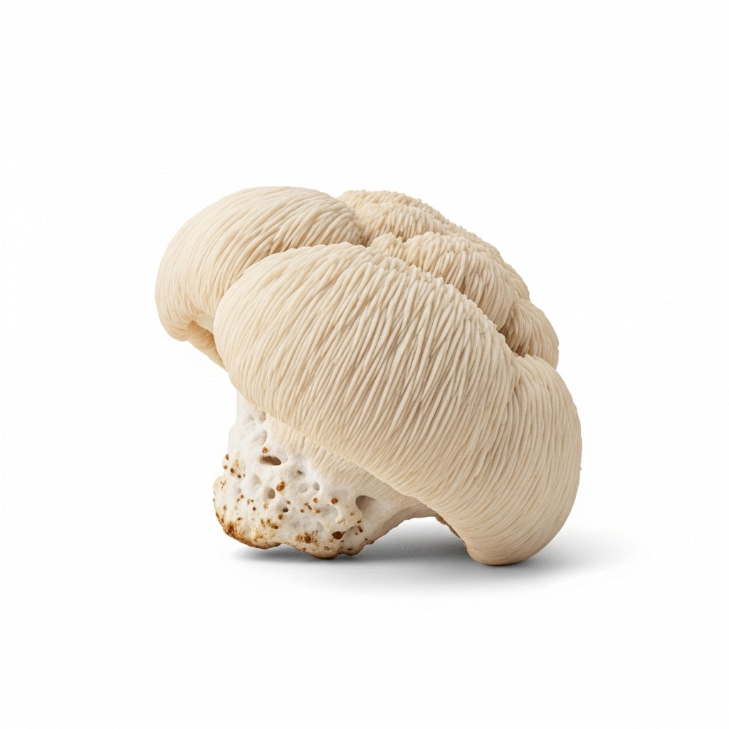 Infografik zur Löwenmähne: Traditioneller Vitalpilz zur Unterstützung des allgemeinen Wohlbefindens und der Vitalität.